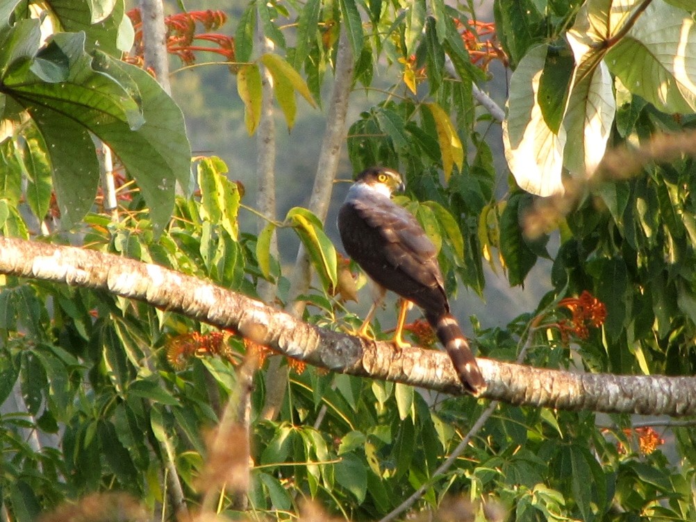 Bicolored Hawk - ML240112941