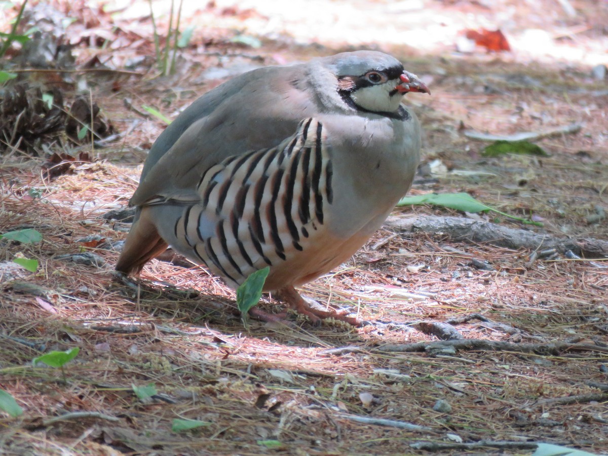 Chukar - ML240113551