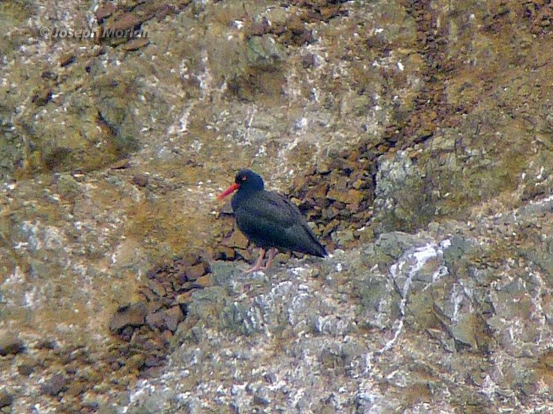 Black Oystercatcher - ML240113661