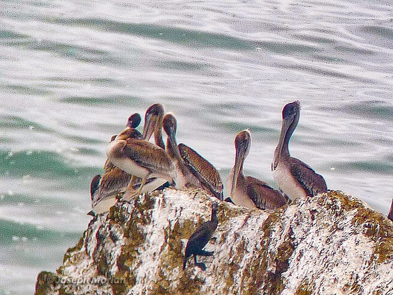 Brown Pelican - ML240114061