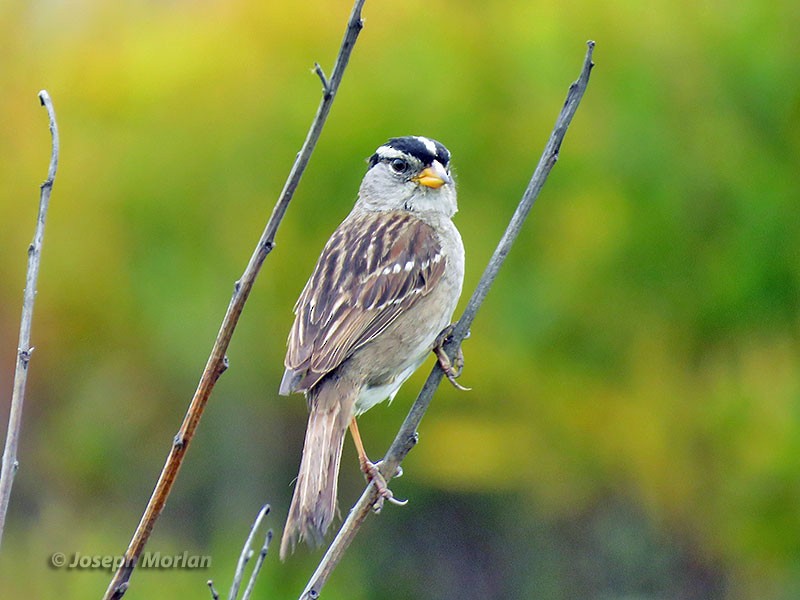 White-crowned Sparrow (nuttalli) - ML240114241
