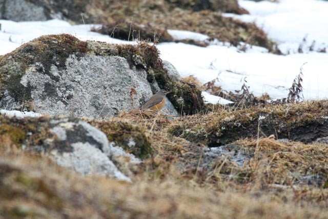 Eyebrowed Thrush - ML240114571