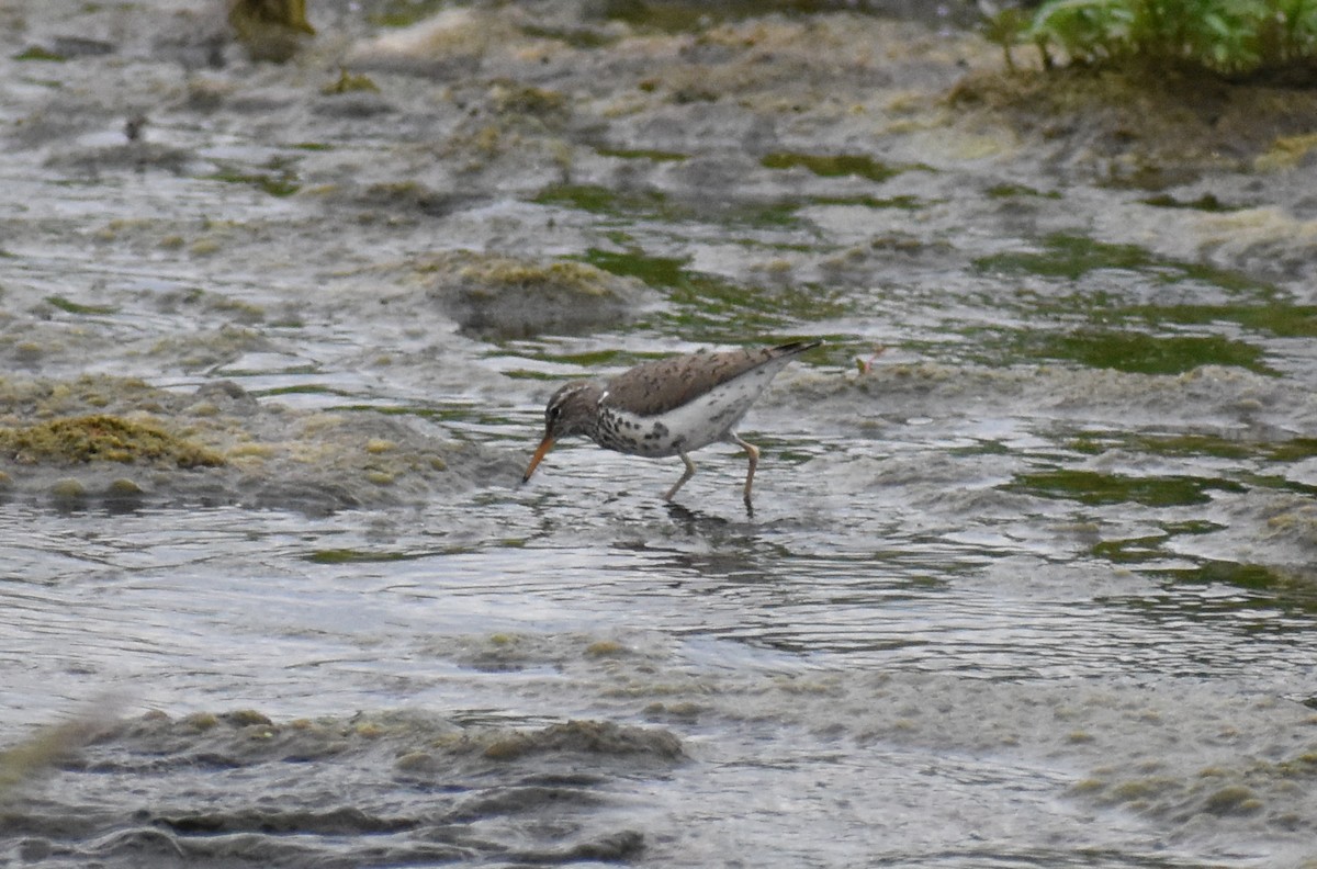 Spotted Sandpiper - ML240117191