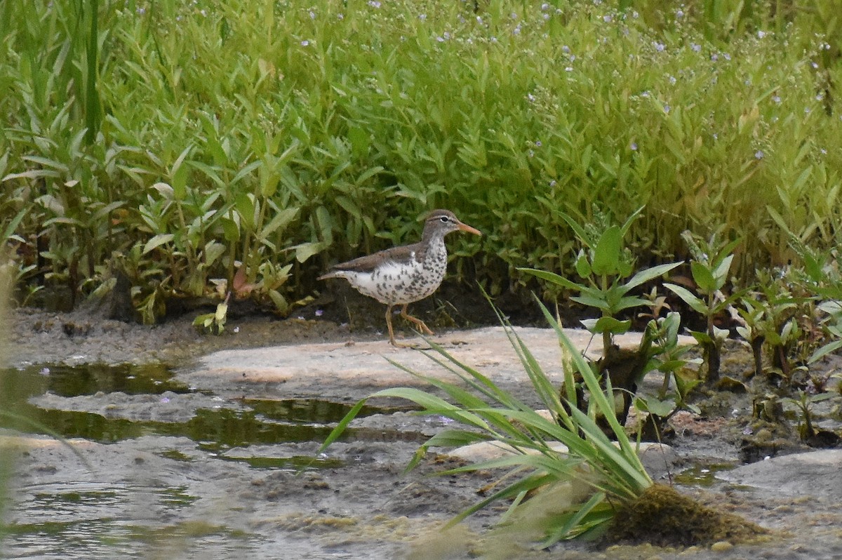 Spotted Sandpiper - ML240117201