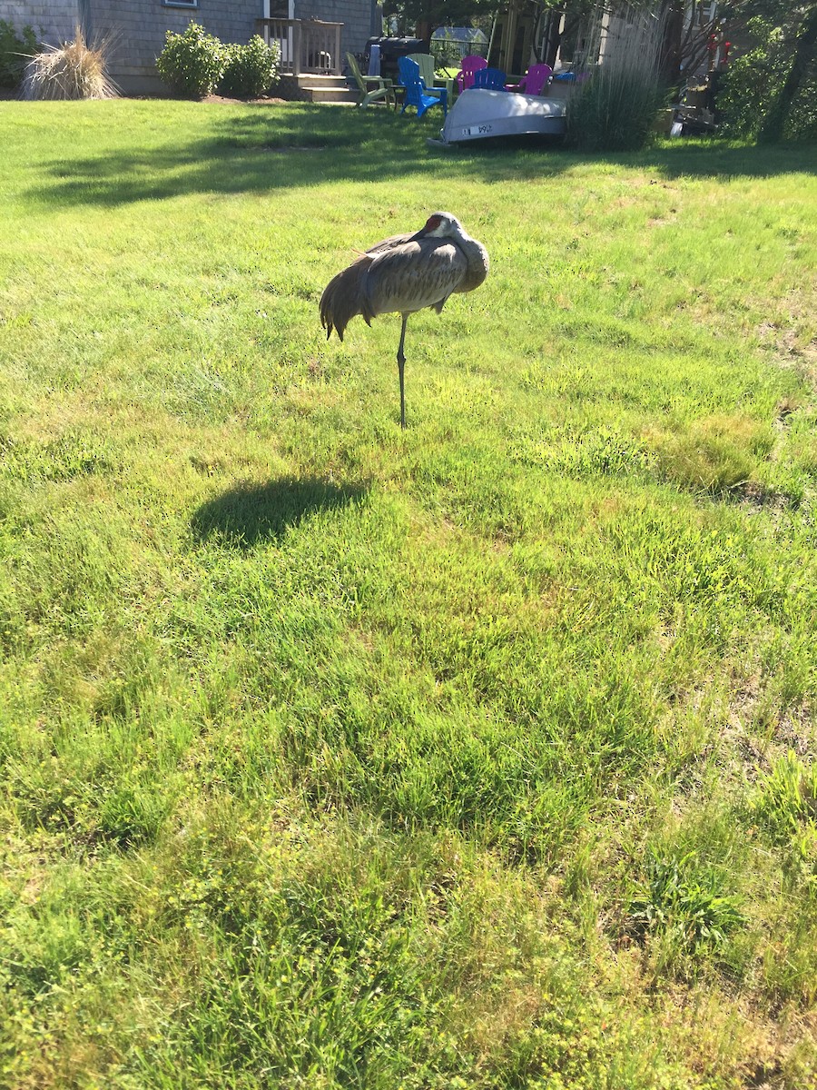 Sandhill Crane - ML240117301