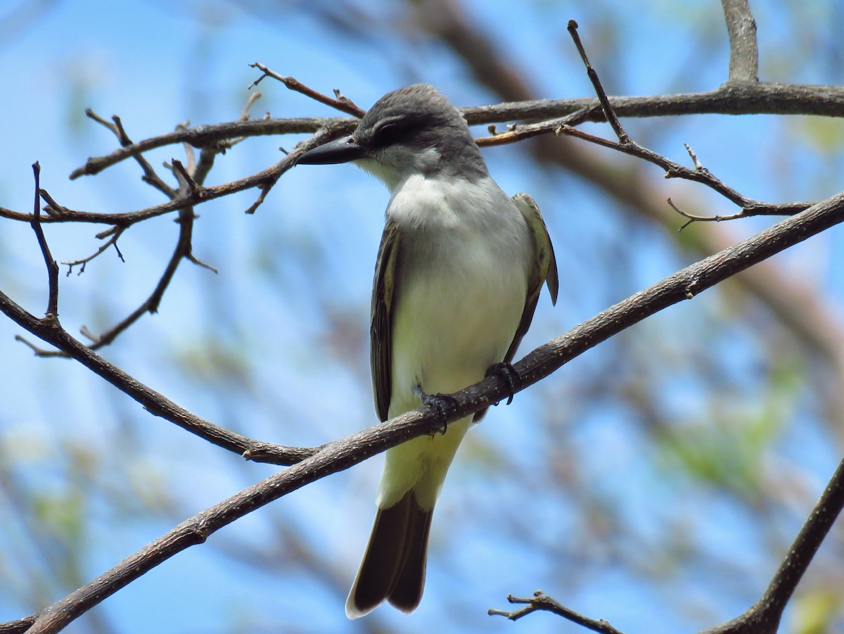 Gray Kingbird - ML240119171