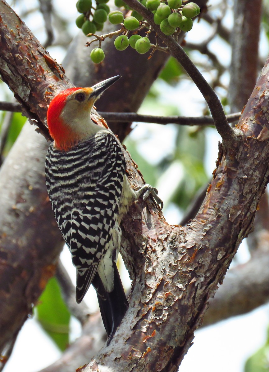 Red-bellied Woodpecker - Ruth Metterhausen