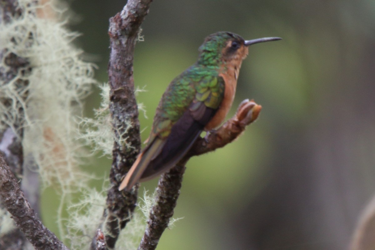 Rufous-breasted Sabrewing - Fabio Olmos