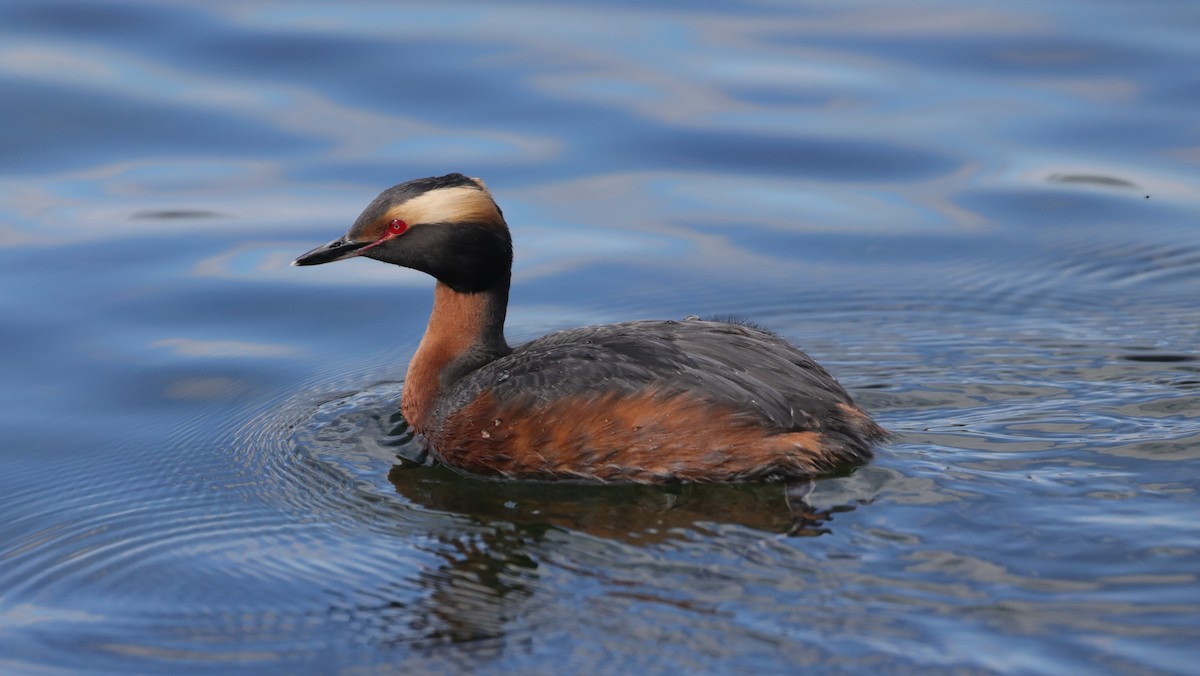 Horned Grebe - Matthew Francey