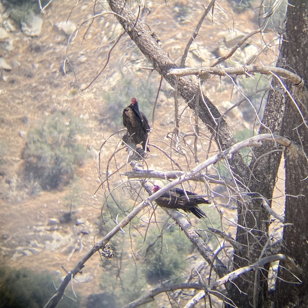 Turkey Vulture - ML240121901