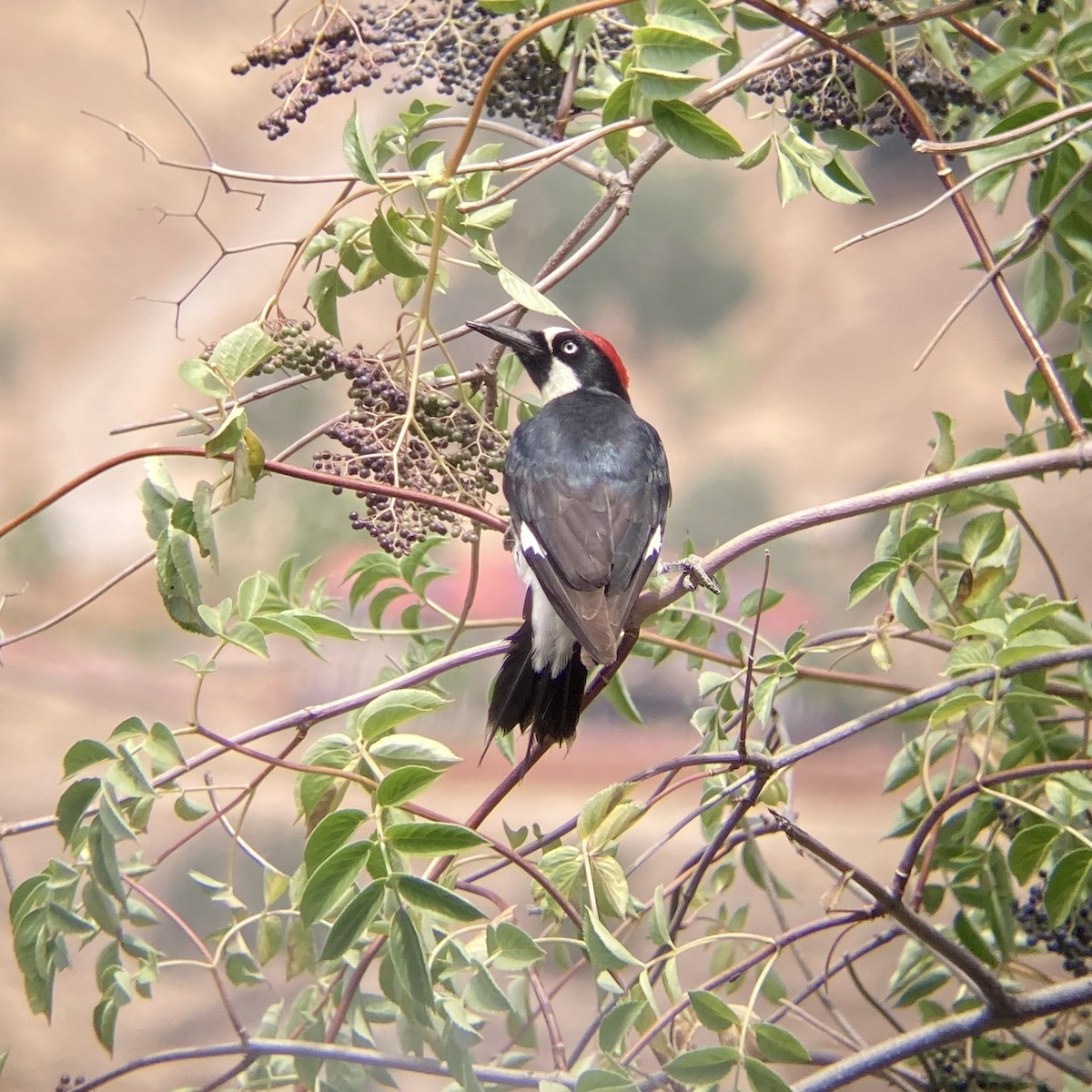 Acorn Woodpecker - ML240121961