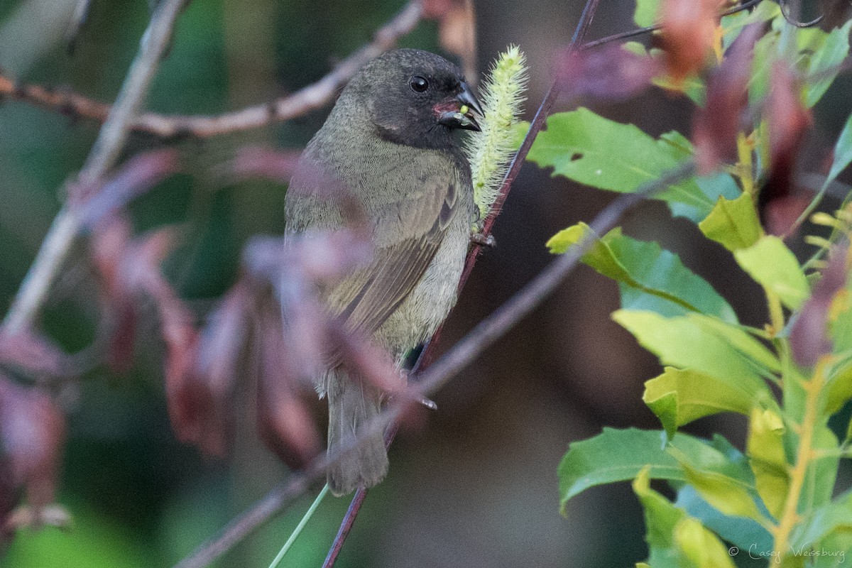 Black-faced Grassquit - ML240122011