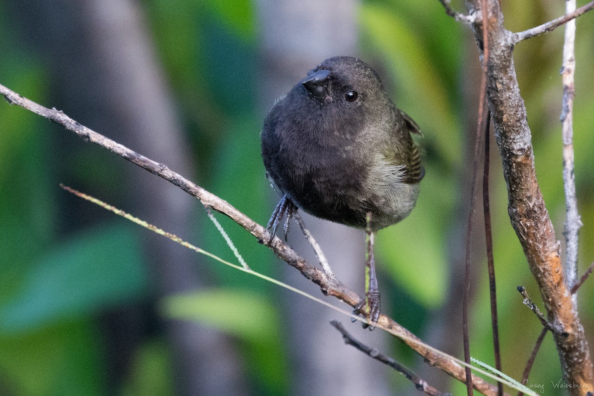 Black-faced Grassquit - ML240122231