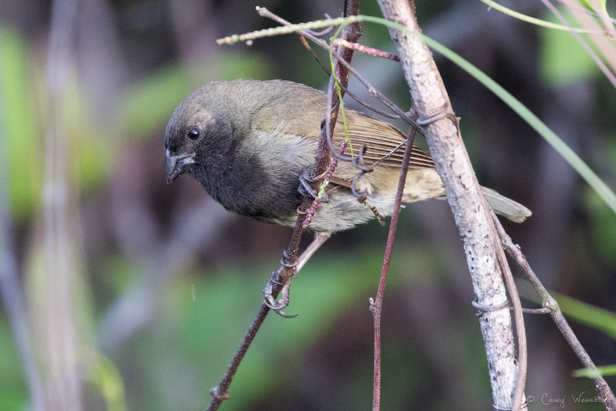 Black-faced Grassquit - ML240122361