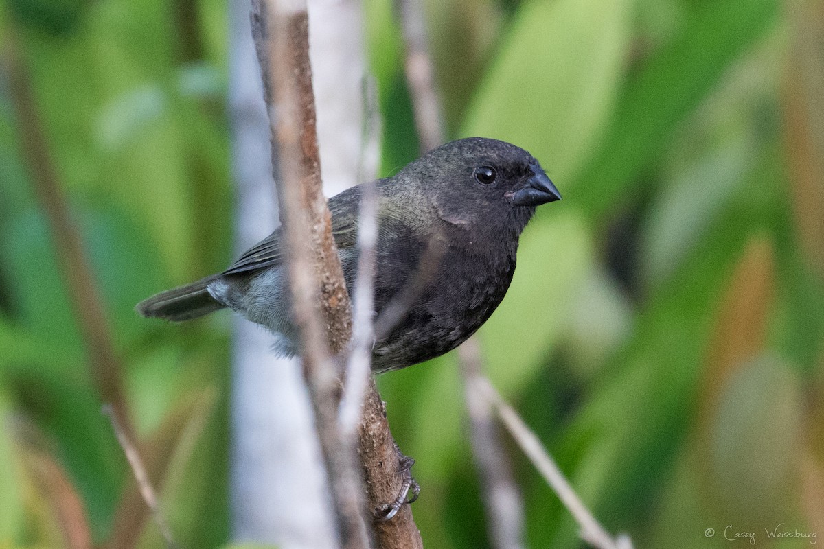 Black-faced Grassquit - ML240122401