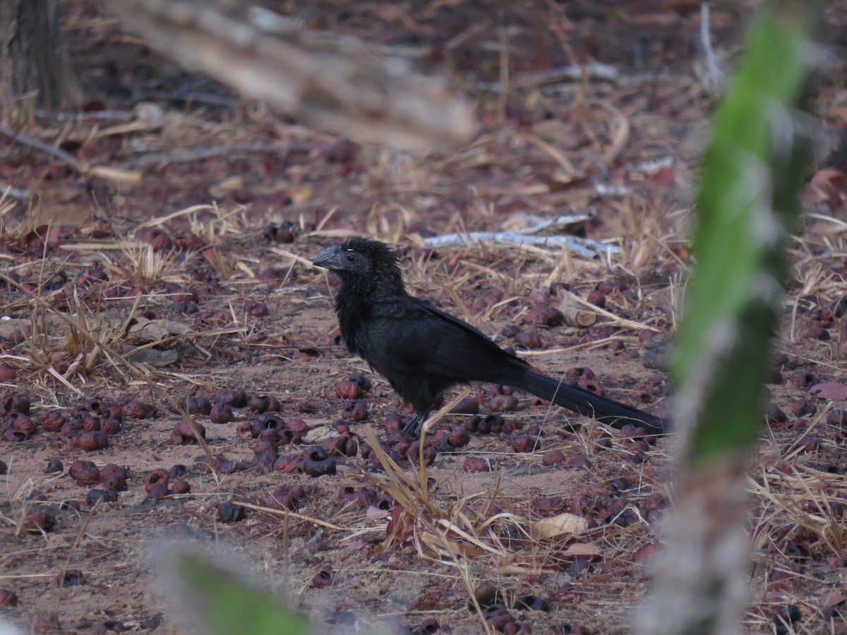 Groove-billed Ani - ML240122451