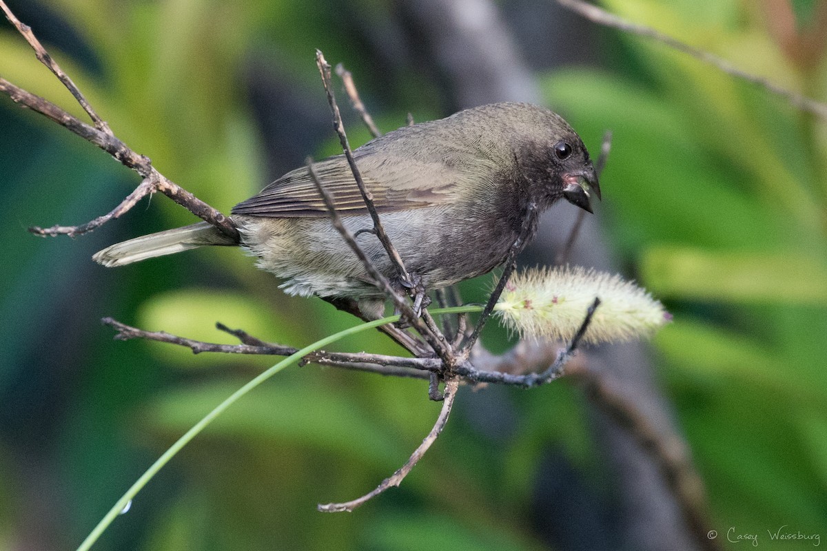 Black-faced Grassquit - ML240122561
