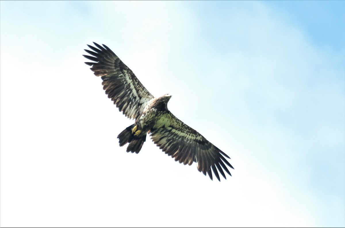 Bald Eagle - ML240123241