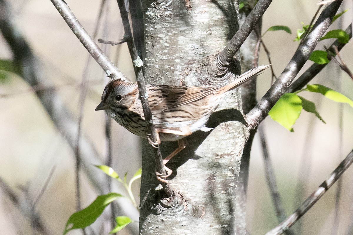 Lincoln's Sparrow - ML240125341