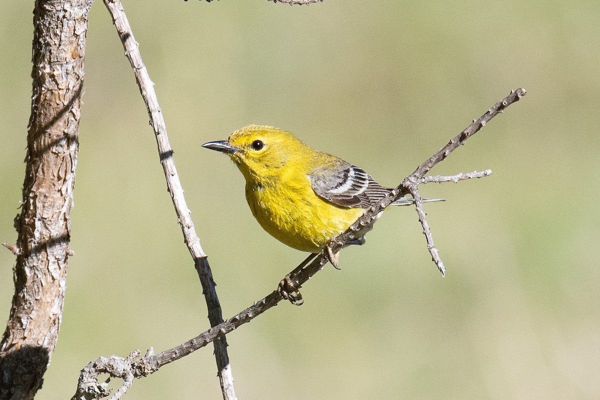 Pine Warbler - ML240125471