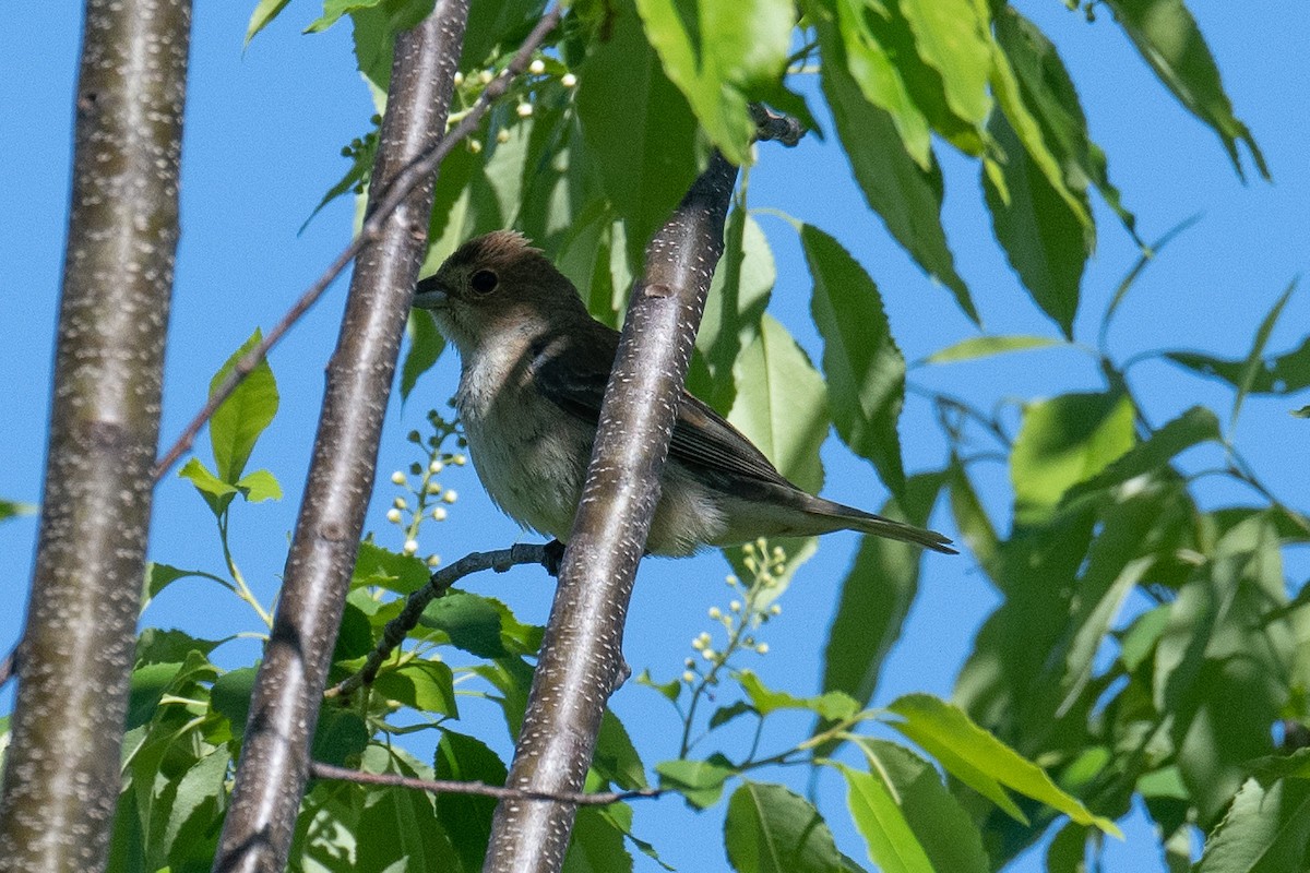 Indigo Bunting - ML240125511