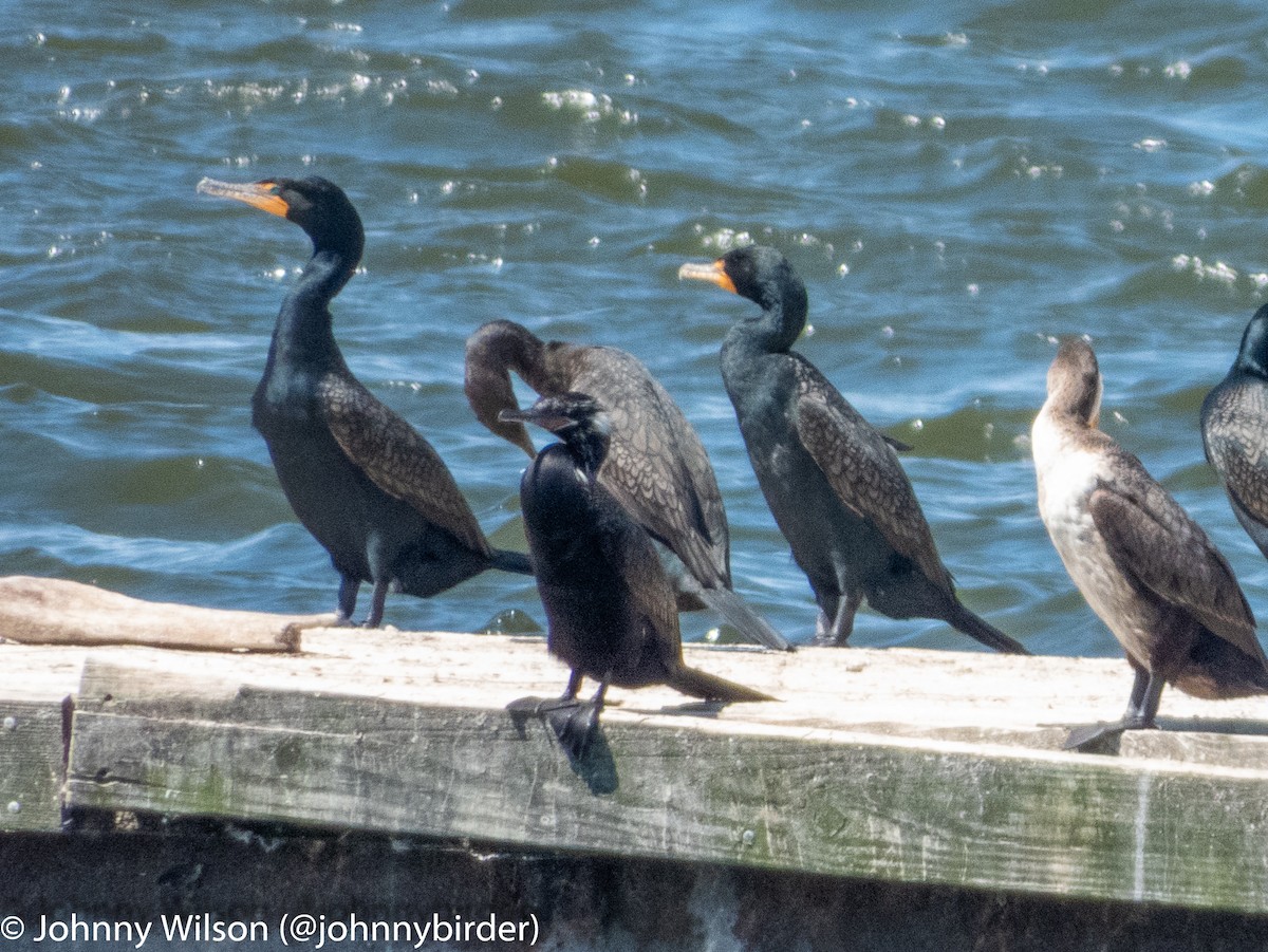 Double-crested Cormorant - ML240126431