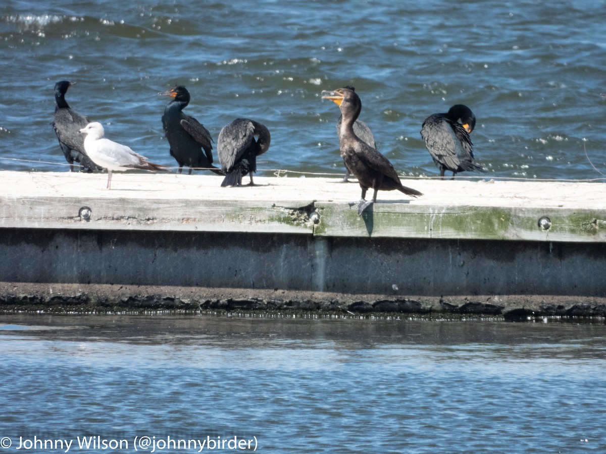 Ring-billed Gull - ML240126461