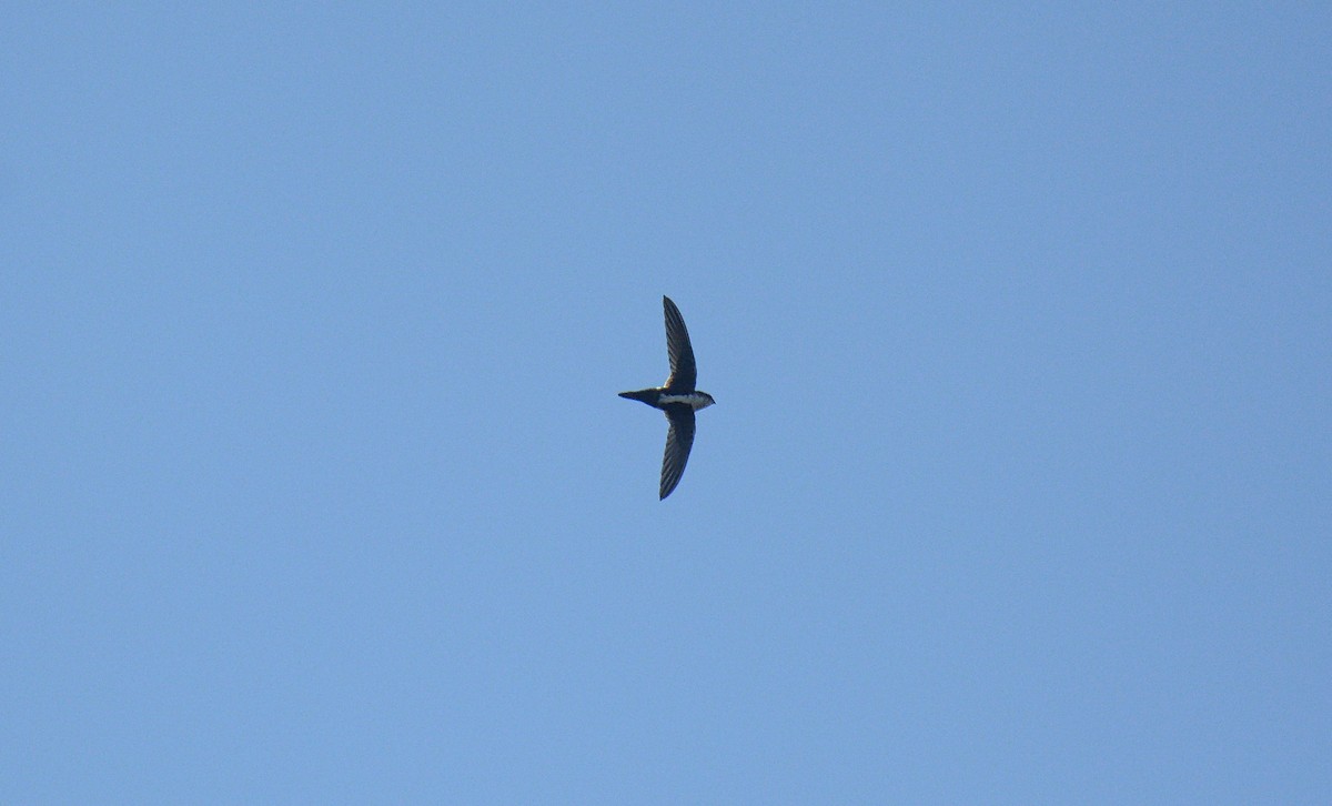 White-throated Swift - Douglas Hall