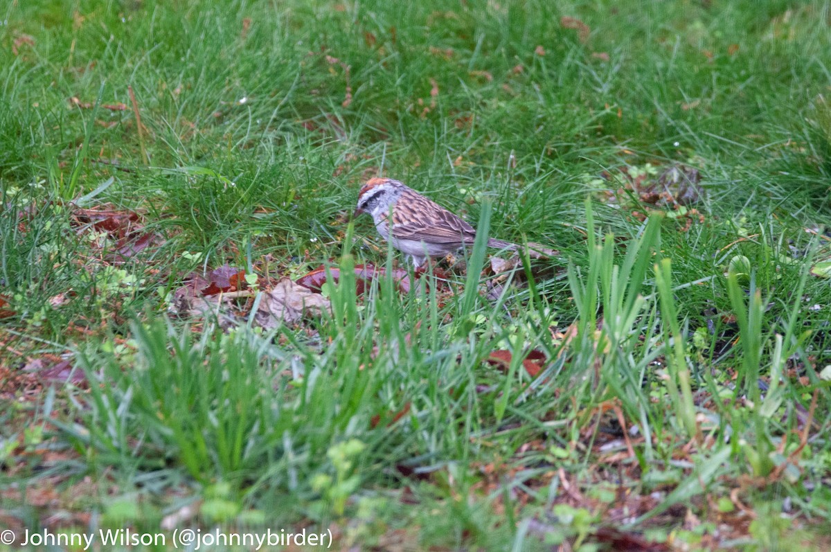 Chipping Sparrow - ML240129961