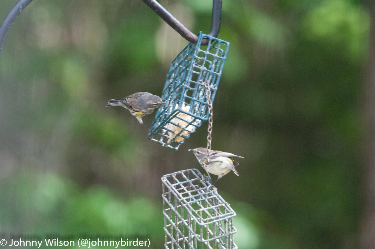 Yellow-rumped Warbler (Myrtle) - ML240130031