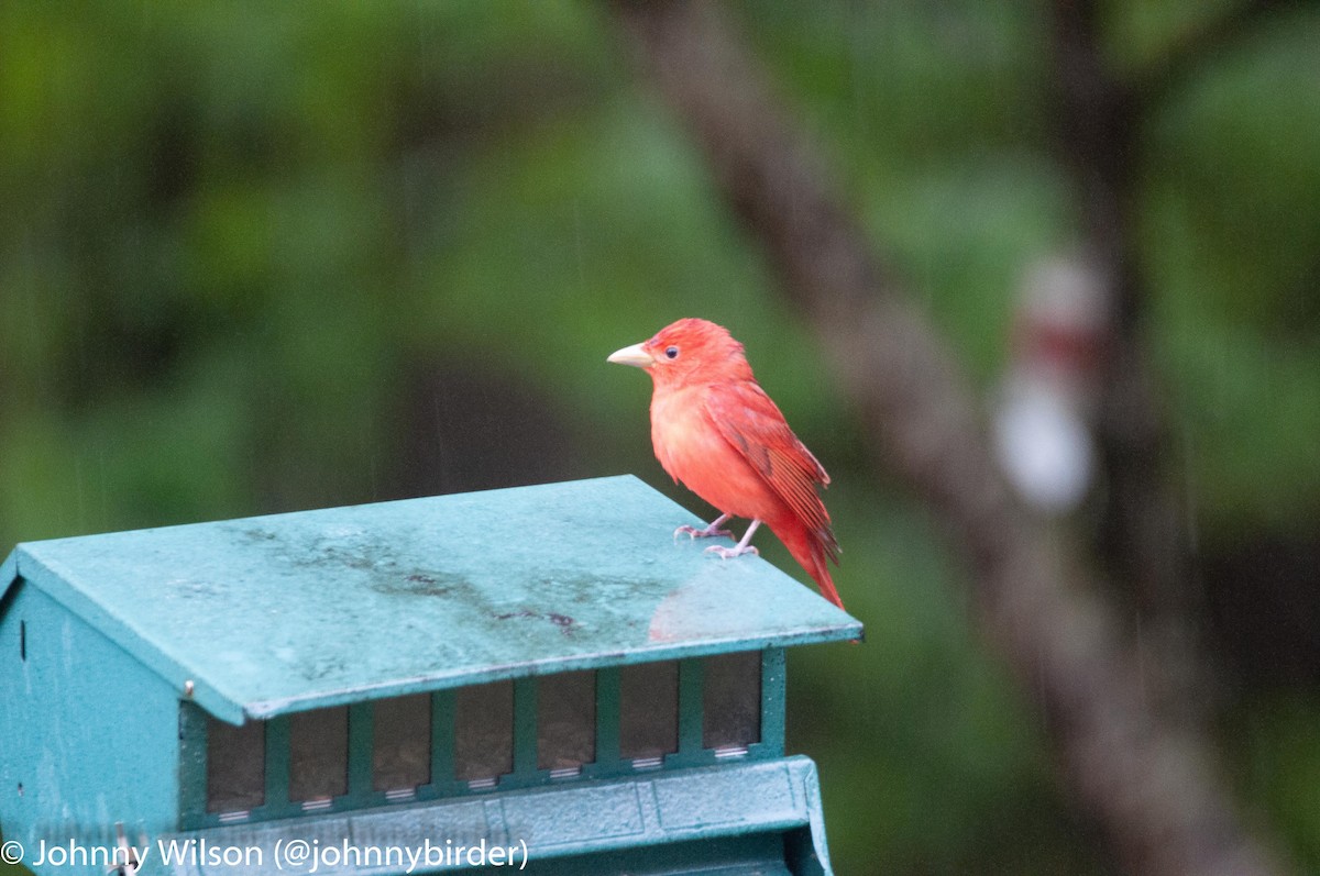 Piranga Roja - ML240130041