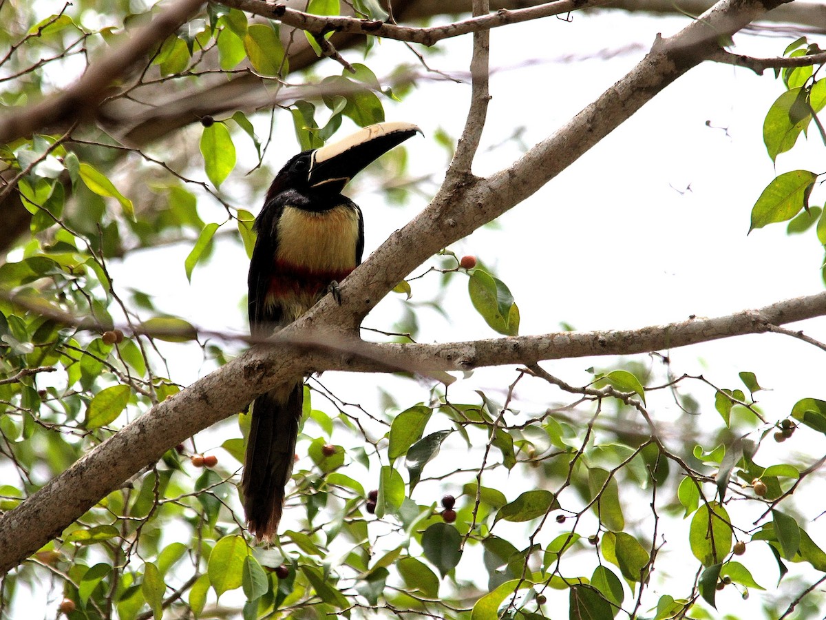 Black-necked Aracari - Hideko Helena Okita