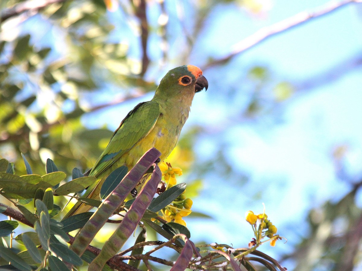 Peach-fronted Parakeet - Hideko Helena Okita