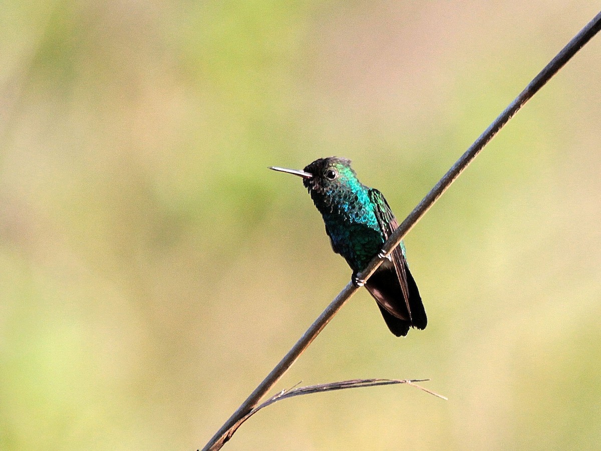 Esmeralda Gorjiazul - ML240133001