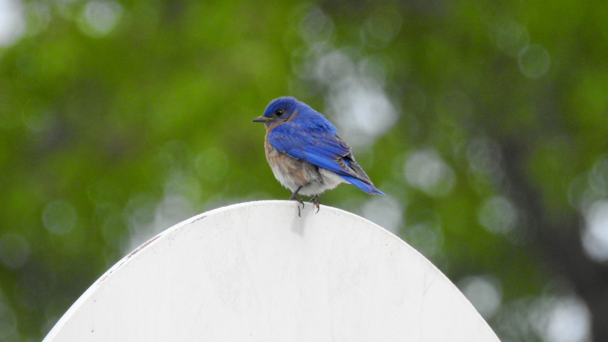 Eastern Bluebird - James Hausman III