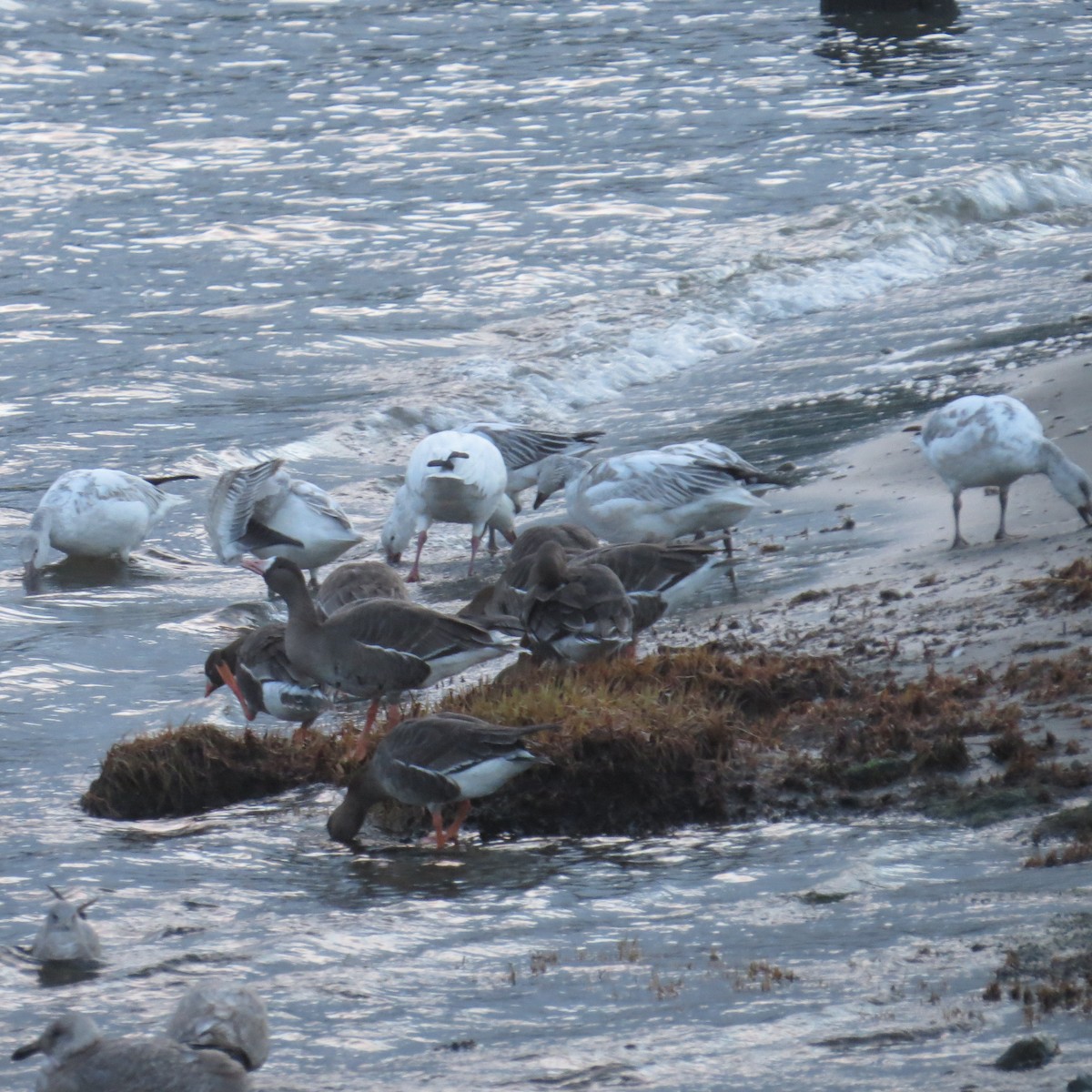 Greater White-fronted Goose (Western) - ML24013491