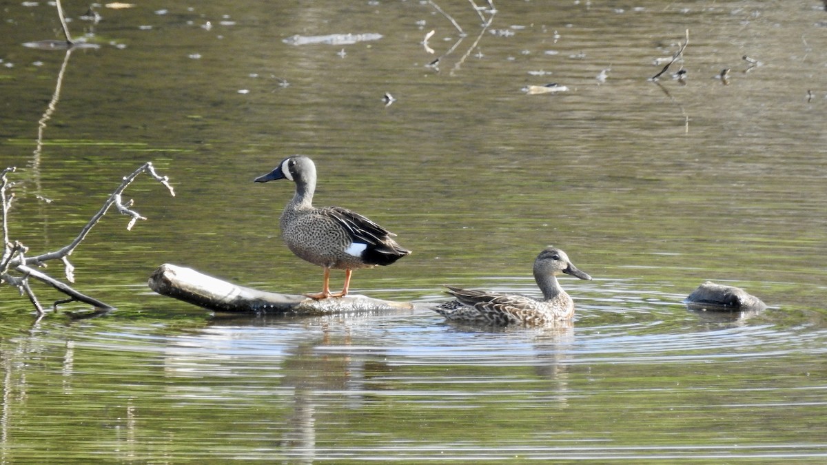 Blue-winged Teal - ML240135181