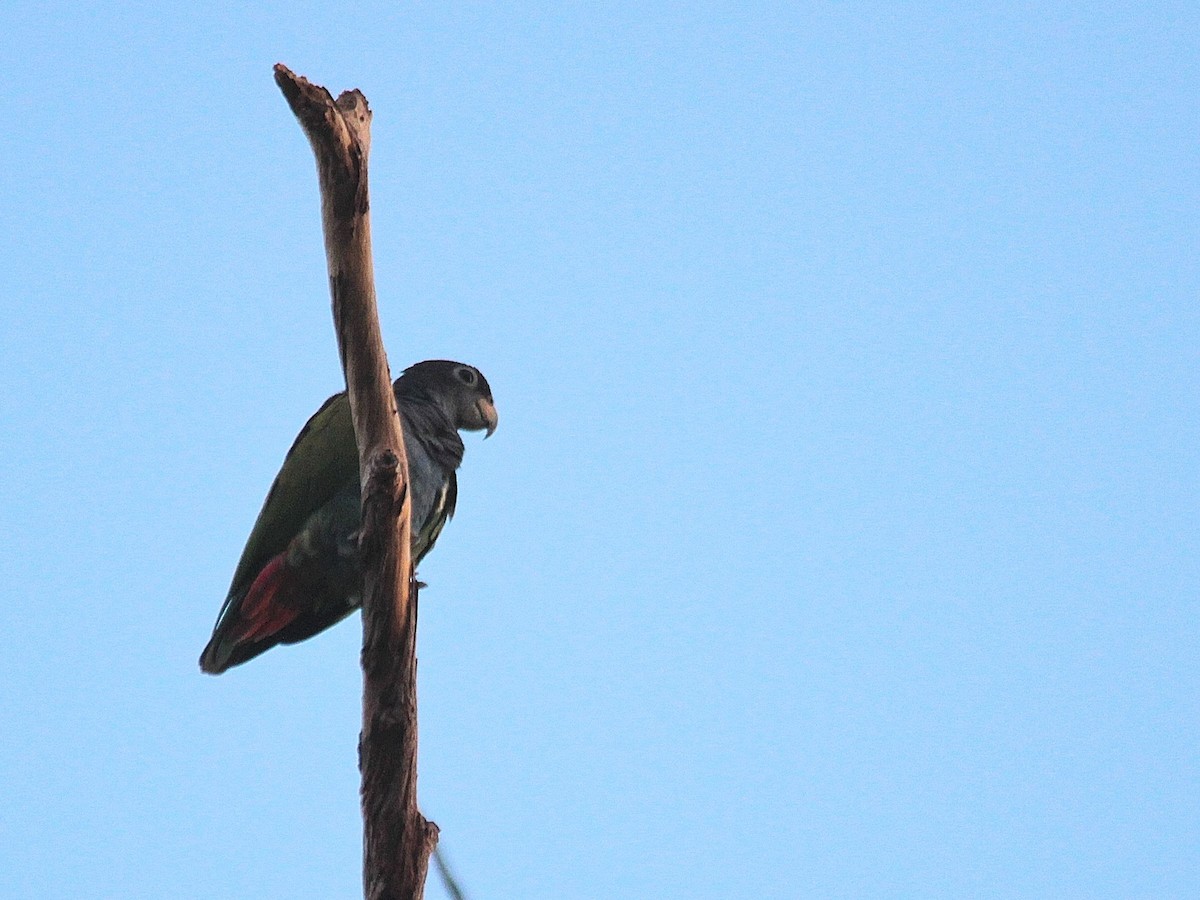 Loro Cabeciazul (reichenowi) - ML240135341