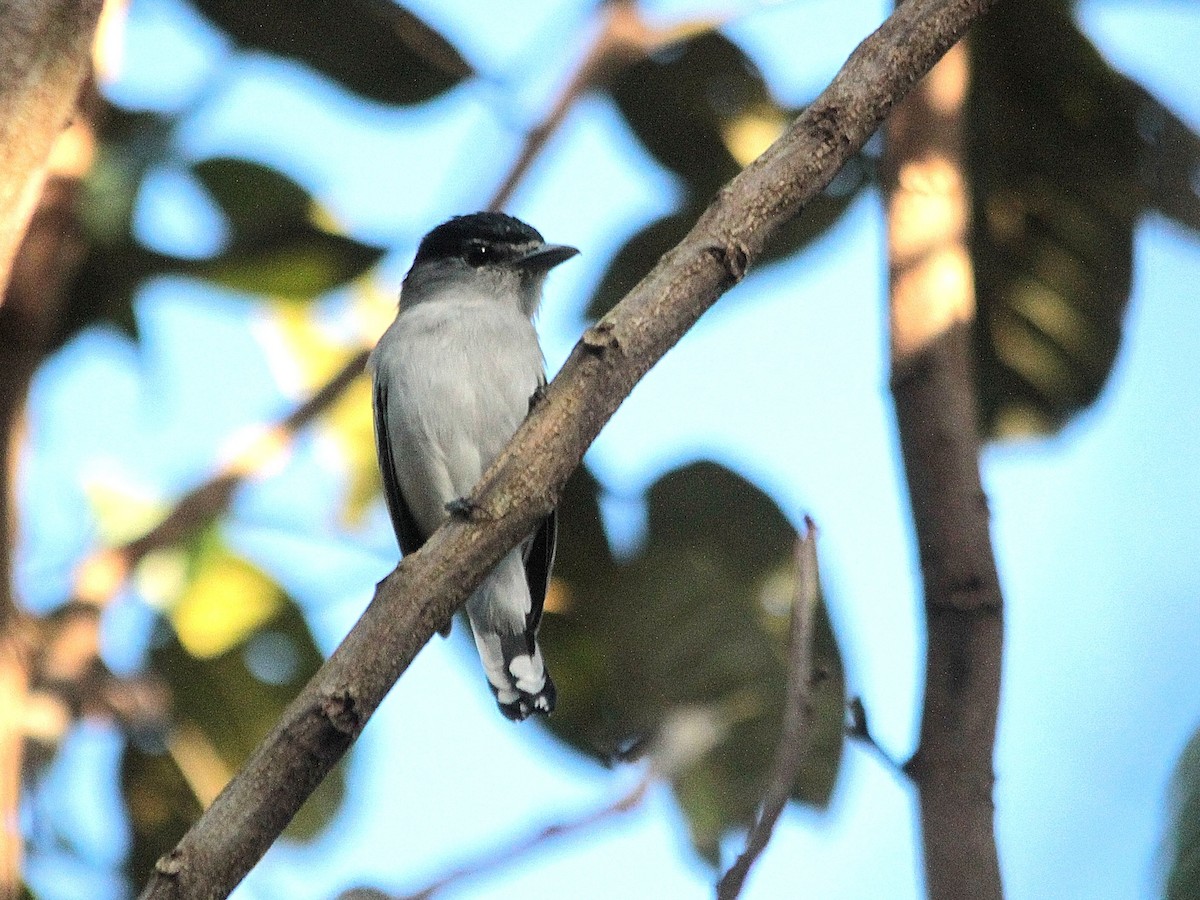 Anambé Capirotado - ML240135811