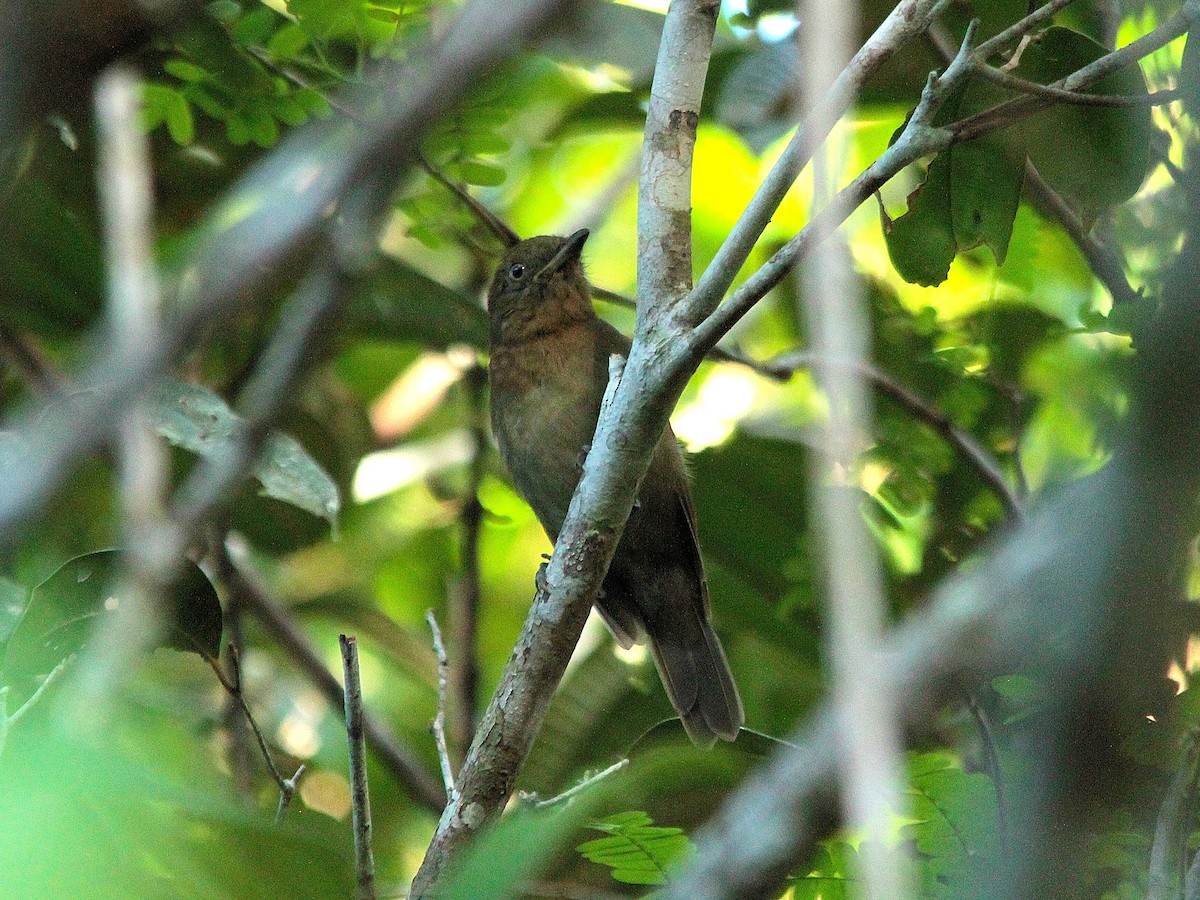 Brown-winged Schiffornis (Brown-winged) - Hideko Helena Okita