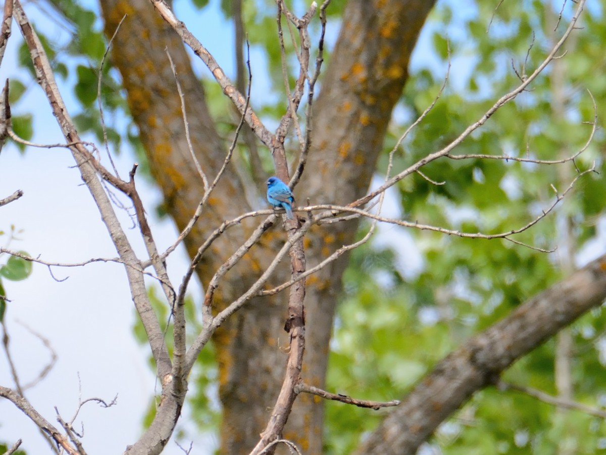 Indigo Bunting - ML240136931