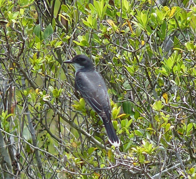 Eastern Kingbird - ML240138721