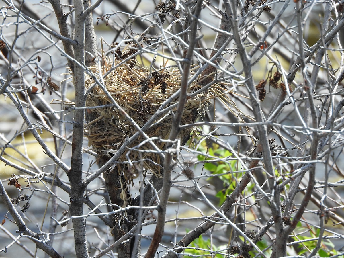 Red-winged Blackbird - ML240138821