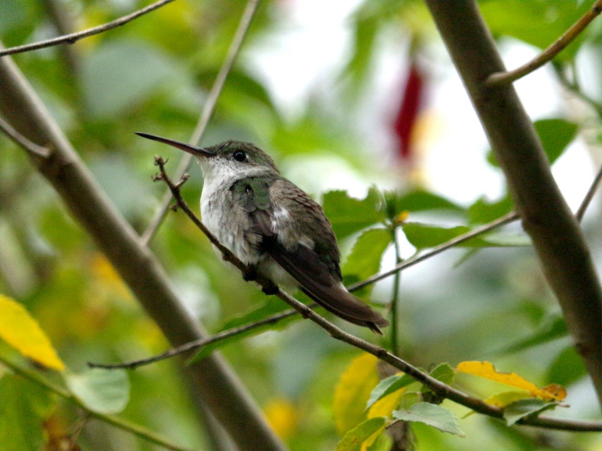 White-bellied Hummingbird - ML240138901