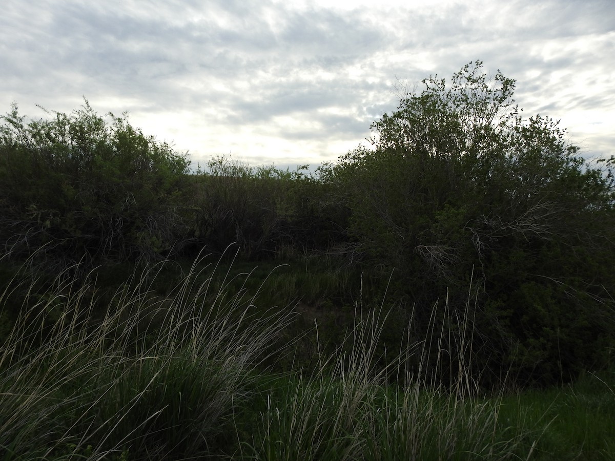 Warbling Vireo - ML240139081