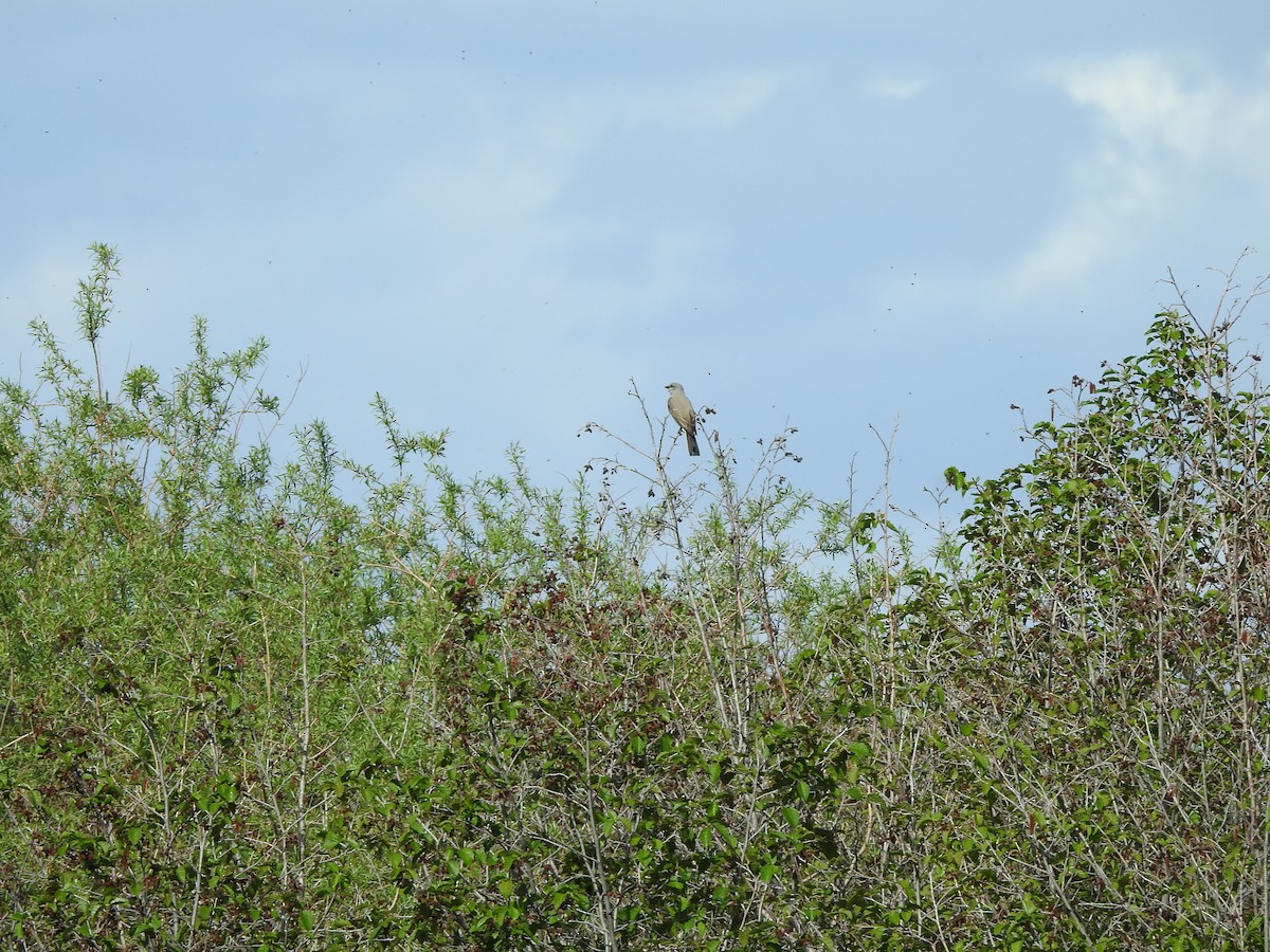 Western Kingbird - ML240139271