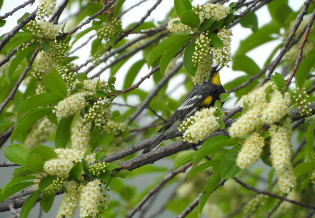 Yellow-rumped Warbler - ML240139331