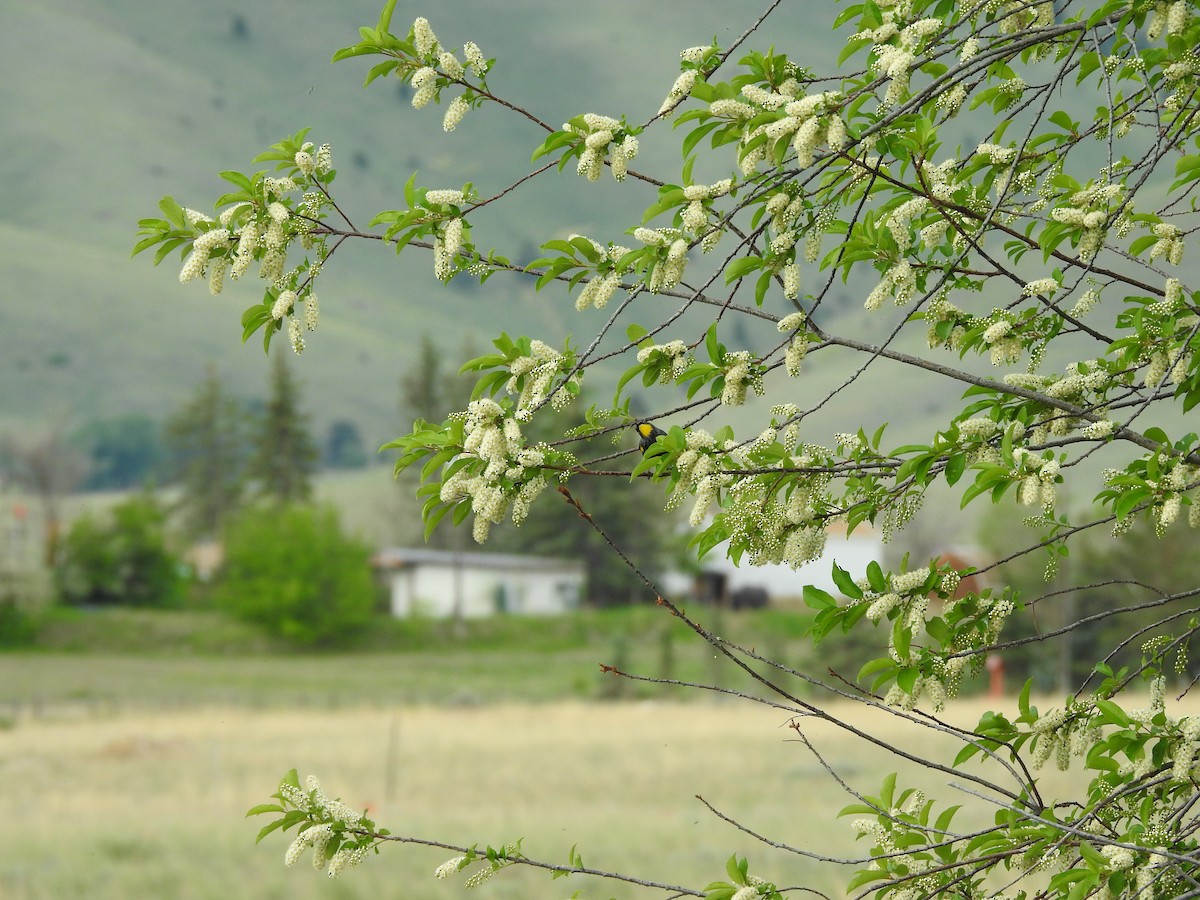 Пісняр-лісовик жовтогузий - ML240139371