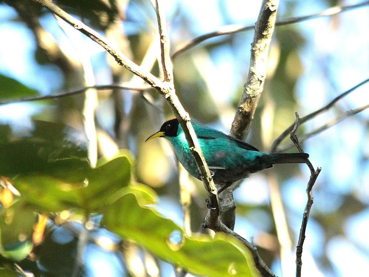 Mielerito Verde - ML240139471