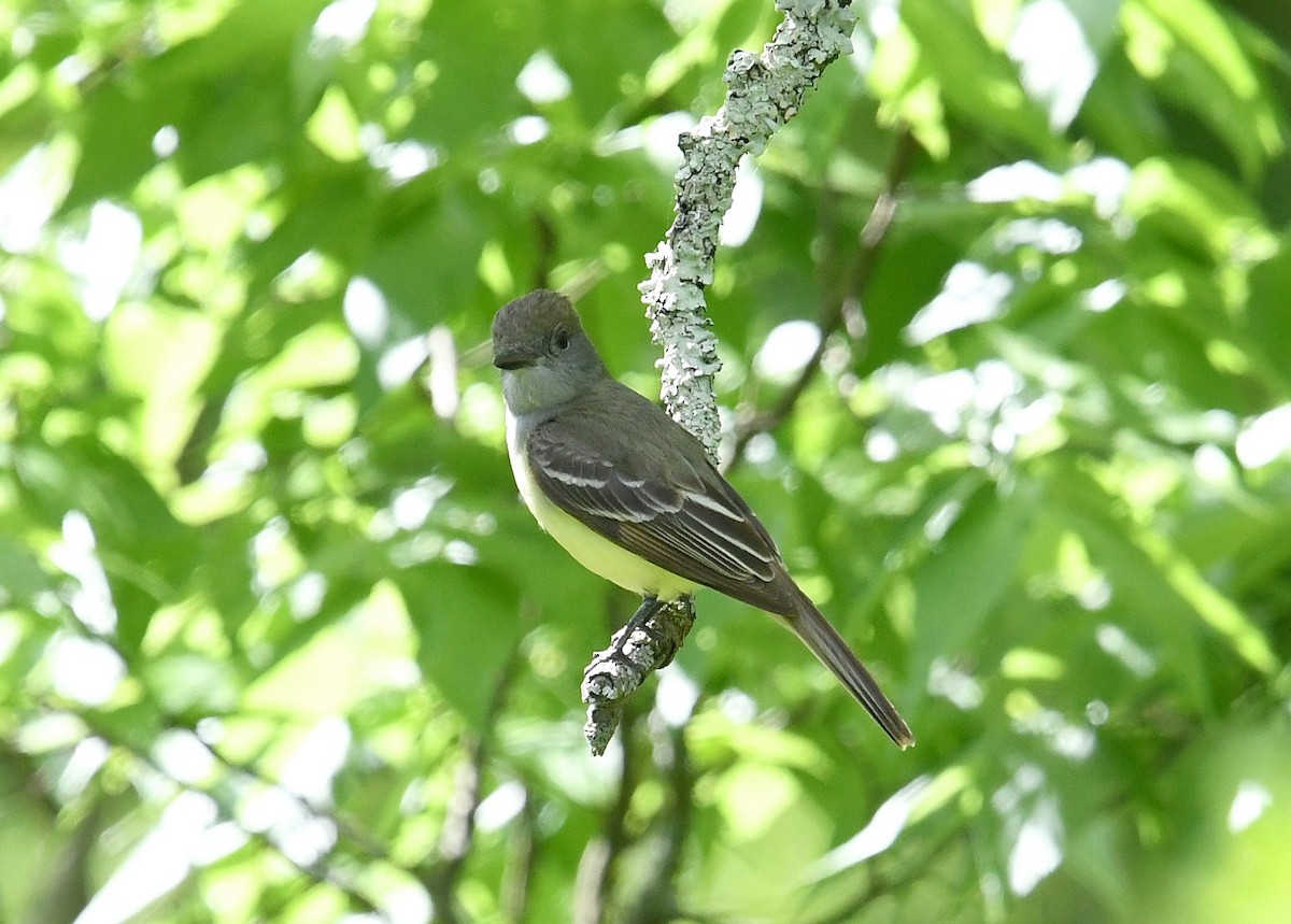 Great Crested Flycatcher - Gary Chapin